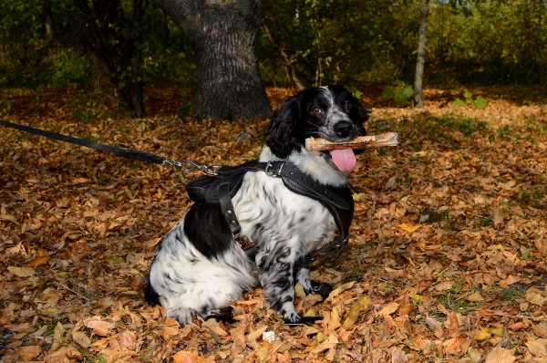 Herbsttraining mit dem Hund