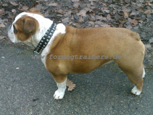 Englische Bulldogge Halsband Nieten