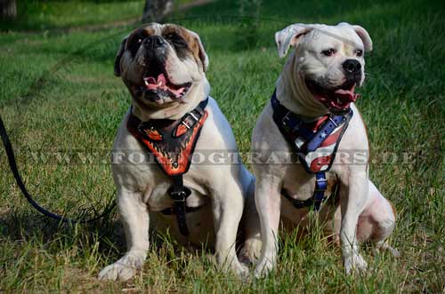 Englische Bulldogge Brustgeschirr für Hundeauslauf und Training mit Hund