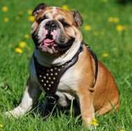 /images/Englische-Bulldogge-Hunde-Geschirr-Leder-mit-Nieten.jpg