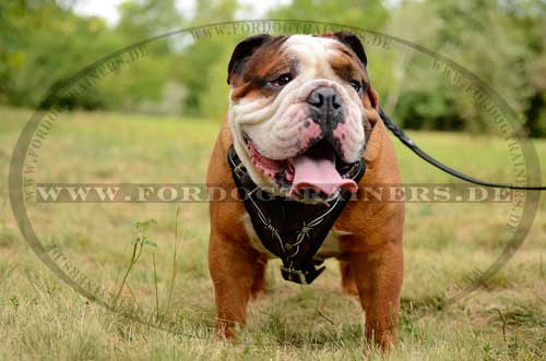 Padded Harness for English Bulldog 