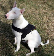 Nylon Multi-Purpose Dog K9 Harness for Bull Terrier
