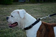 /images/Erziehung-Halsband-fuer-Bulldogge-Deutschland.jpg