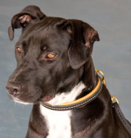 Hundehalsband Leder Pitbull | Erziehungshalsband hochwertiges! Hundehalsband Leder Pitbull | Erziehungshalsband hochwertiges!