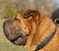 Erziehungshalsband Leder | Würgehalsband für Sharpei Ⓒ④⑤ Erziehungshalsband Leder | Würgehalsband für Sharpei Ⓒ④⑤