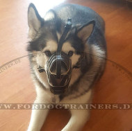 Alaskan Malamute Leder Maulkorb mit Polsterung Alaskan Malamute Leder Maulkorb mit Polsterung