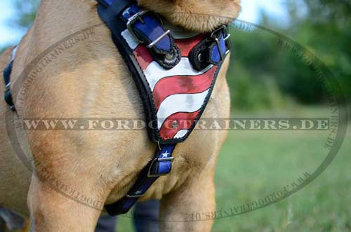 Exklusives Brustgeschirr fuer Bullmastiff