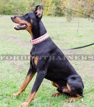 Exklusives Dobermann Halsband mit Messingnieten Exklusives Dobermann Halsband mit Messingnieten