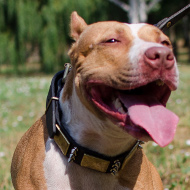 Halsband Nieten für Pitbull Terrier, Vintage Design