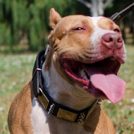 Studded Collar for Pit Bull, Vintage Design