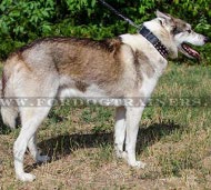 Extra Breites Lederhalsband mit Spikes für Laika Neu