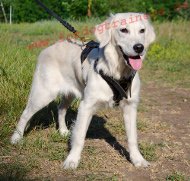 Tracking Leather Dog Harness for Labrador, with Padding