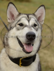 Alaskan Malamute Lederhalsband mit Handgriff