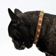 hundehalsband für französische bulldoggen kaufen