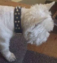 Bestseller Nieten Hundehalsband für West Highland White Terrier