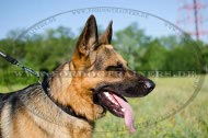 Nylon collar for German Shepherd