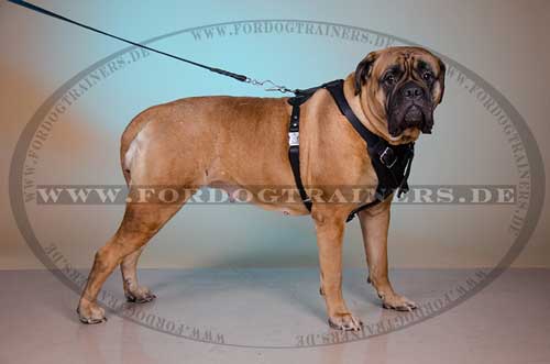 Padded Dog Harness for Bullmastiff 