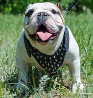 Englische Bulldogge Hundegeschirr mit Spikes