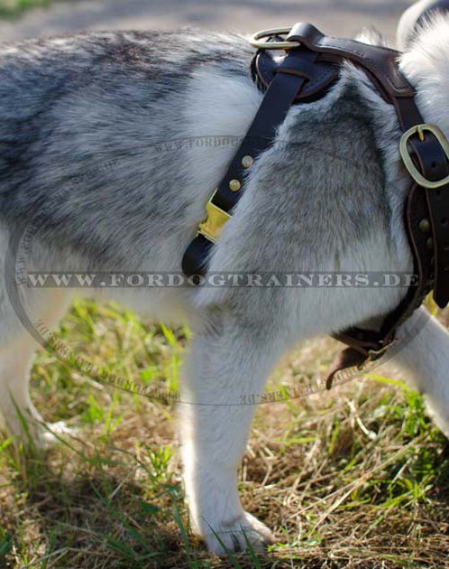 Designer Harness for Husky 