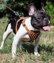 French
Bulldog harness buy