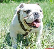 Englische Bulldogge Geschirr von Hand gefertigtes