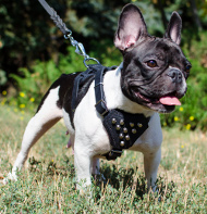 Französische Bulldogge
Geschirr aus Leder