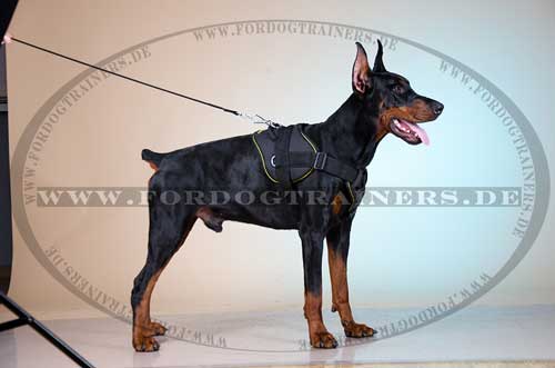 Nylon Brustgeschirr am Dobermann 