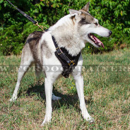 Comfortable Padded Dog Harness for Laika and Akita