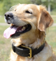 Hundehalsband Leder für Golden Retriever | Halsband K9 Training