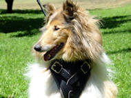 H1 Collie dog leather harness