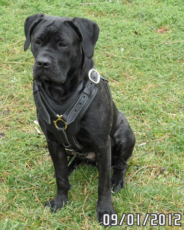 Cane Corso Luxury Harness