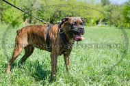 Deutscher Boxer Nieten Geschirr aus Leder gepolstert