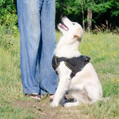 /images/H12-Golden-Retriever-puppy_KS43084.jpg