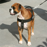 /images/H17-Boxer-Geschirr-Hund.jpg