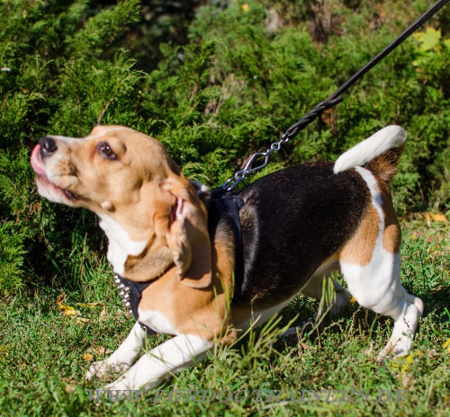 /images/H24-black-Beagle_KS61202.jpg