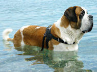 St. Bernard Nylon Multi-Purpose K9 Harness for Tracking/Pulling