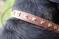 Leather Collar for Mountain Dog | Collar with Caterpillar Studs
