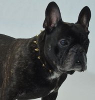 Nietenhalsband für Französische Bulldogge | Leder Halsband ➎