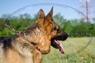 German Shepherd Studded Collar in the Fine Design