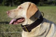 Hundehalsband Leder für Labrador Retriever K9 ✮
