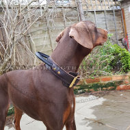 Dobermann Lederhalsband mit Handgriff