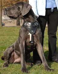 Great dane harness