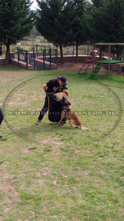 Preiswertige Schütze für Hundetrainer