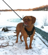 Dogue de Bordeaux Harness Leather | Royal Dog Harness