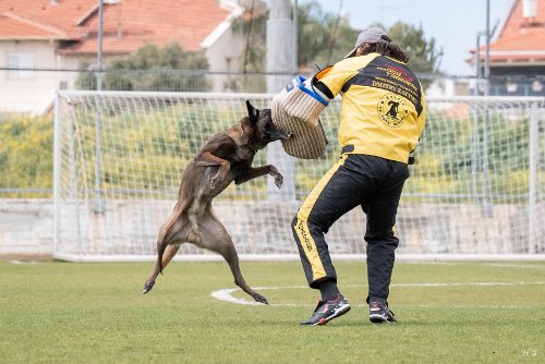 Holzhuerde Mondioring Malinois 