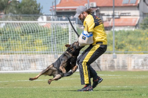 Holzhuerde Mondioring Malinois 