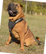 Bestseller Hundegeschirr Leder | Shar Pei Geschirr Exklusiv