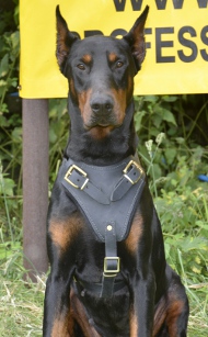 Doberman Protection and Attack Leather Dog Harness