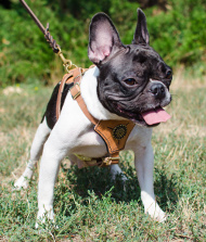 Französische Bulldogge ledergeschirr gepolstert