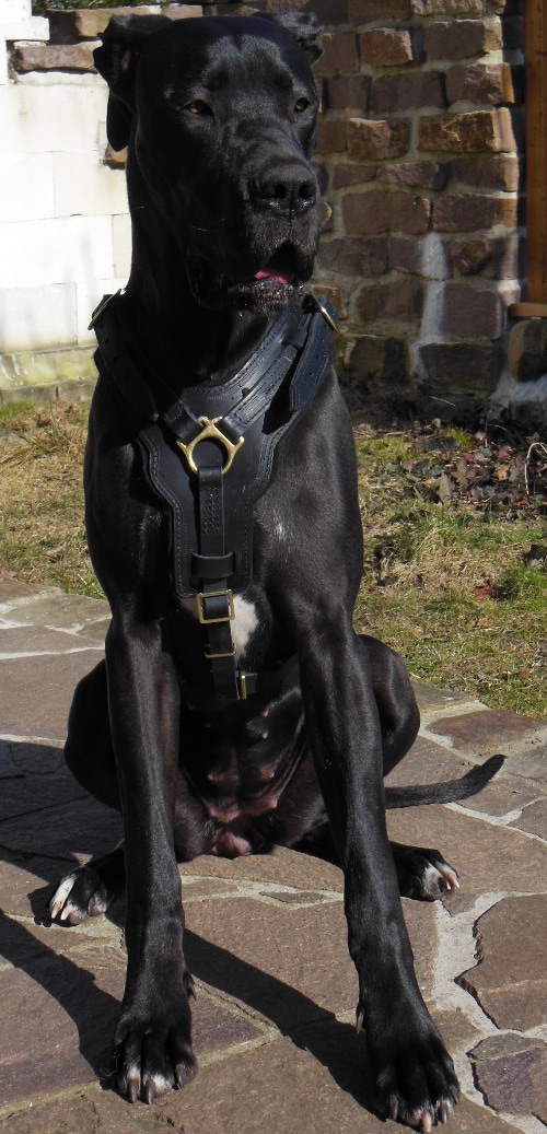 handmade leather dog harness for Great Danes